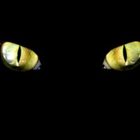 Name That Kitty winners!