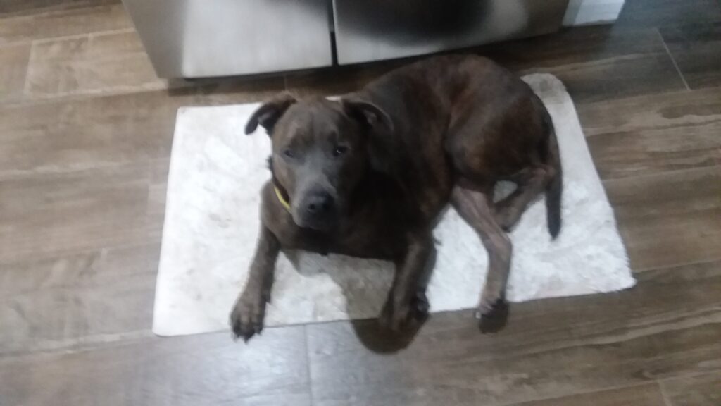 Brown doggie on a rug