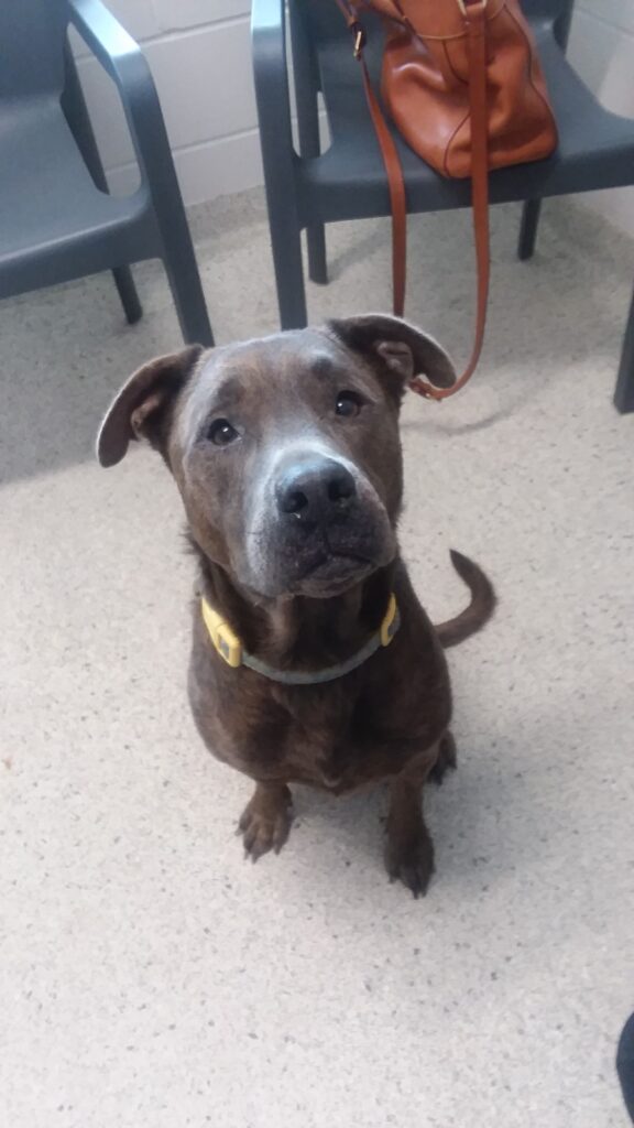 Cute brown doggie waiting for a treat