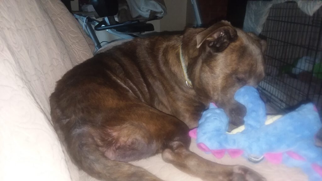 Picture of a cute brown pitbully looking doggie