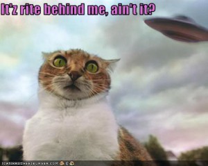 funny-pictures-cat-sees-ufo