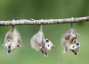 possums3