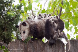 possums5